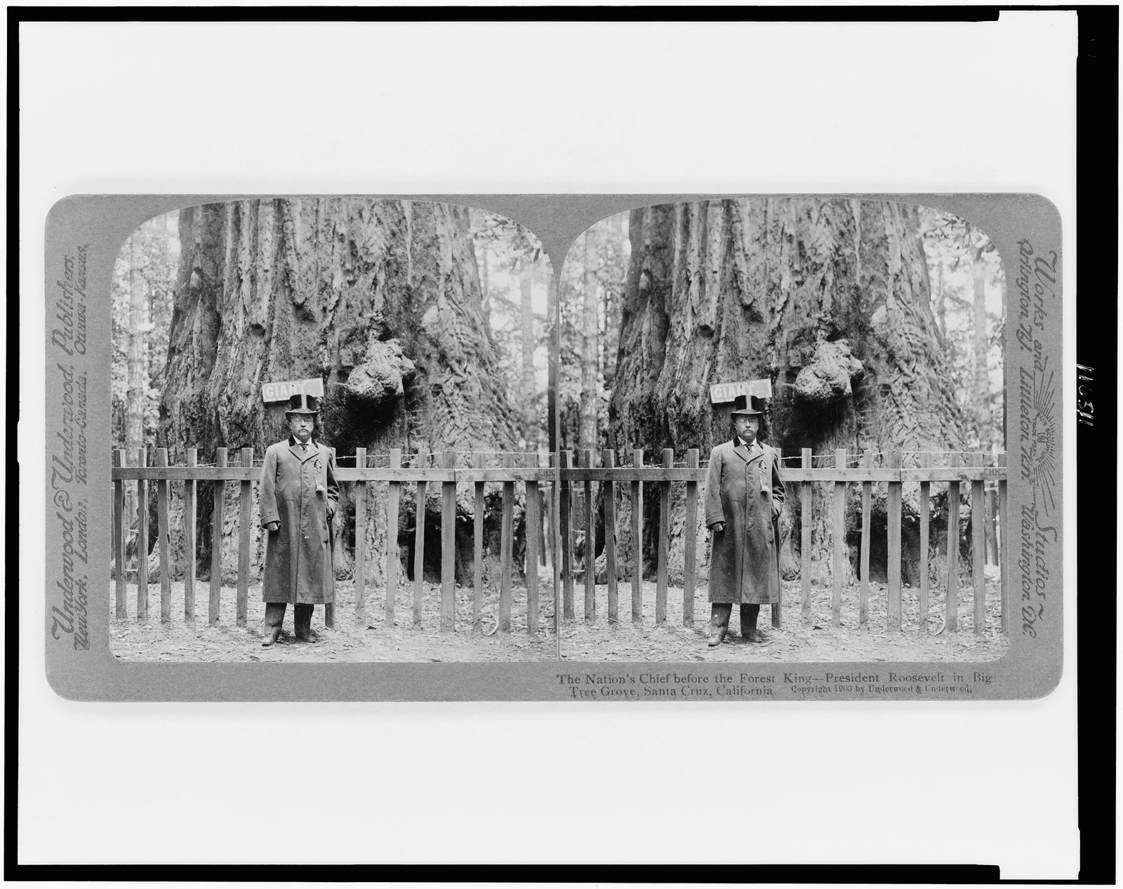 The nation's chief before the forest king--President Roosevelt in Big Tree Grove, Santa Cruz, California, New York, N.Y. : Underwood & Underwood, c1903. — historic photograph