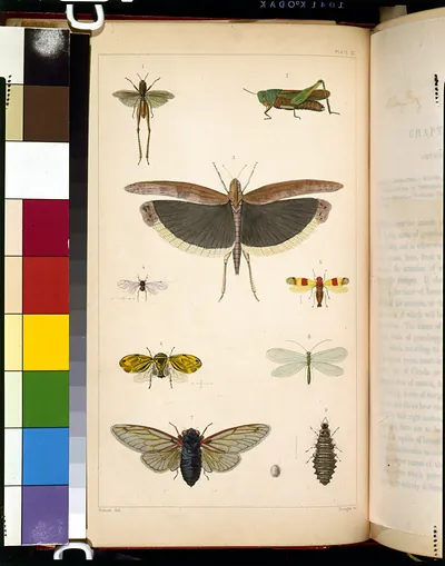 Plate III: grasshoppers, locusts and cicadas