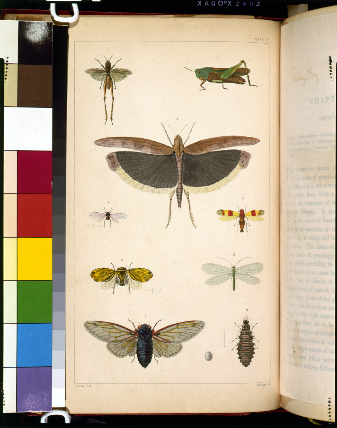Plate III: grasshoppers, locusts and cicadas — historic image