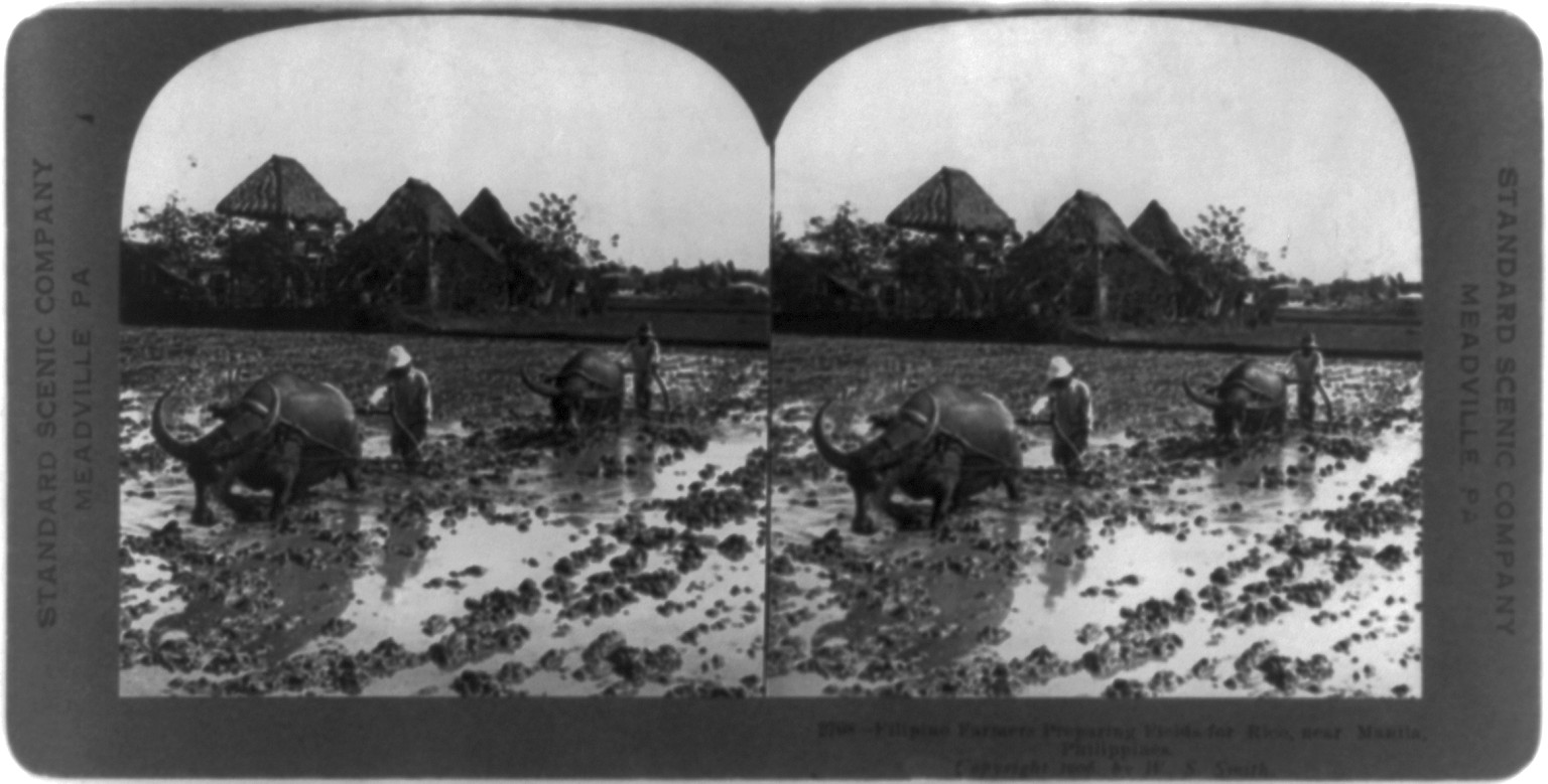 Filipino farmers preparing fields for rice, near Manila, Philippines, Meadville, Pa. : Standard Scenic Company, c1906. — historic photograph