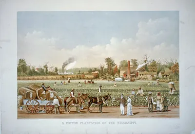 A cotton plantation on the Mississippi