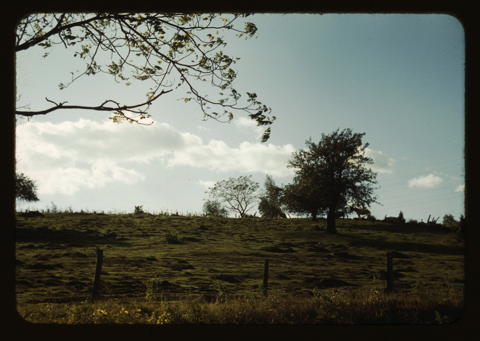field - pasture — historic image