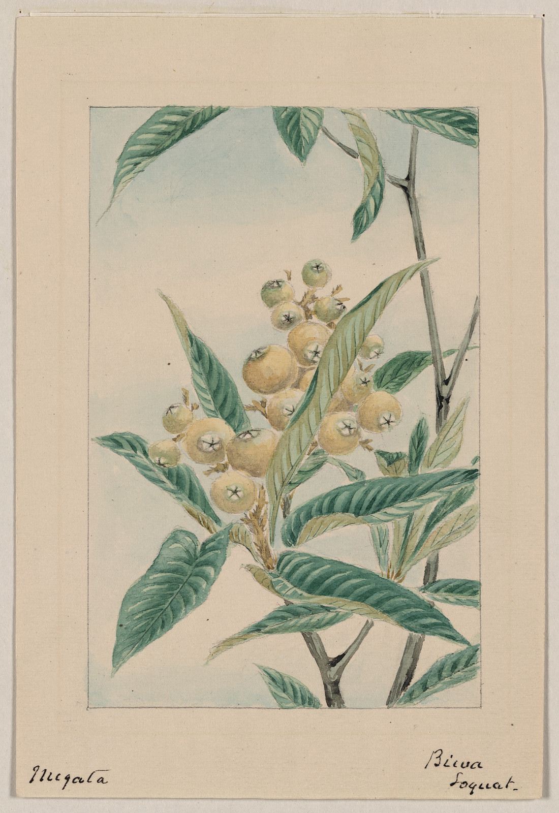 [Japanese drawing], 1750 — historic drawing