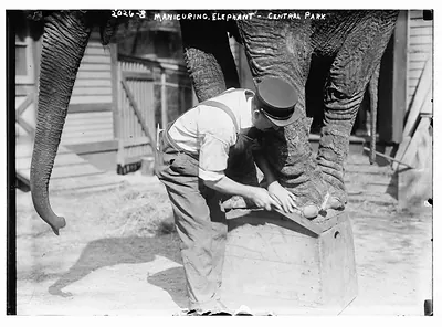 Manicuring elephants, Central Park