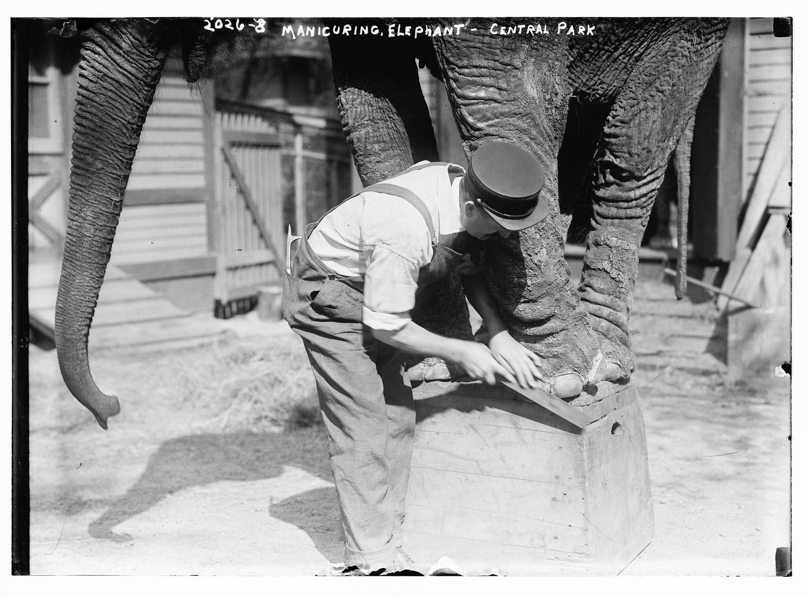 Manicuring elephants, Central Park, n/a — historic photograph