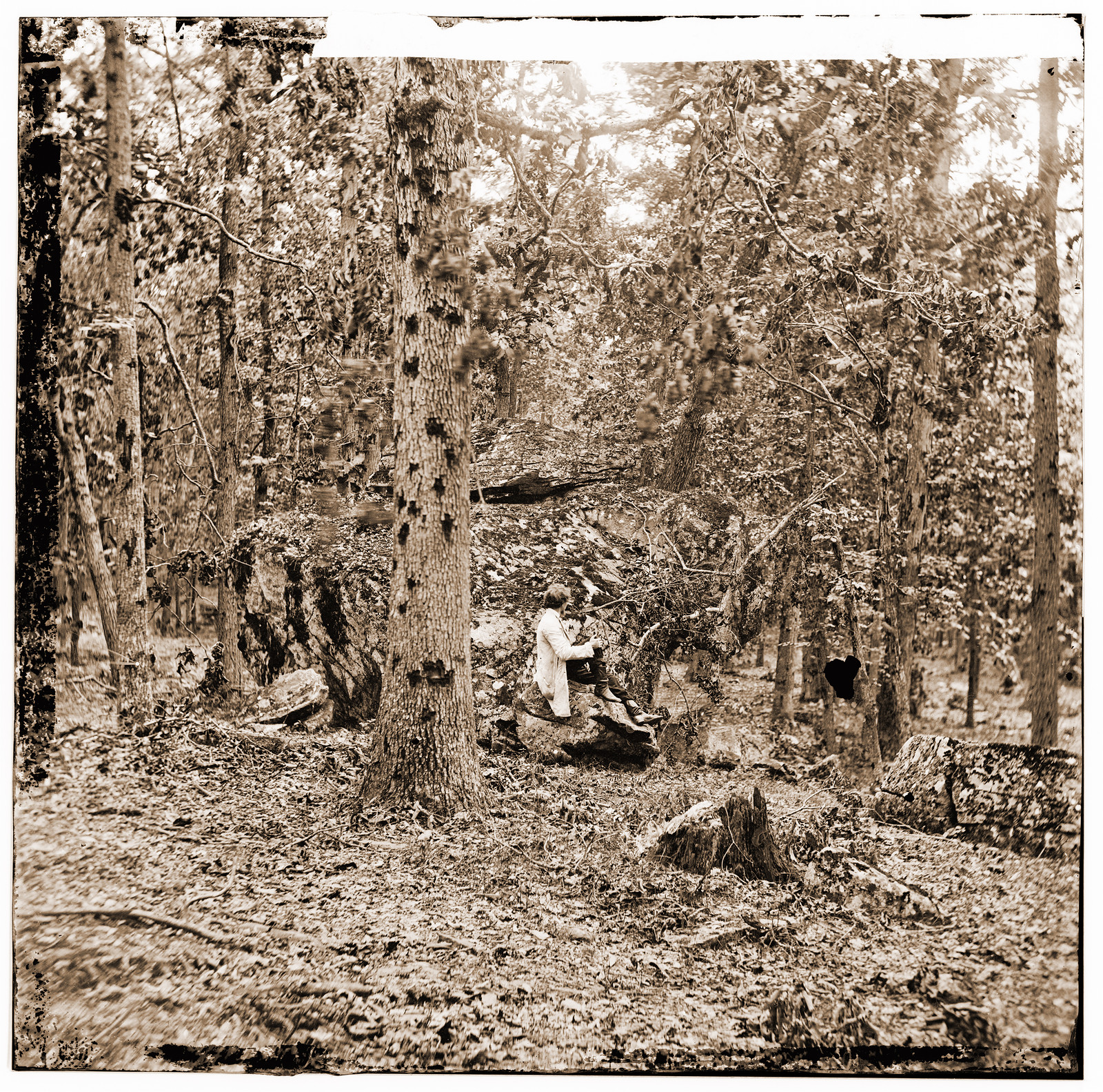 Gettysburg Pennsylvania. Battered trees on Culps Hill, 1863 — historic photograph