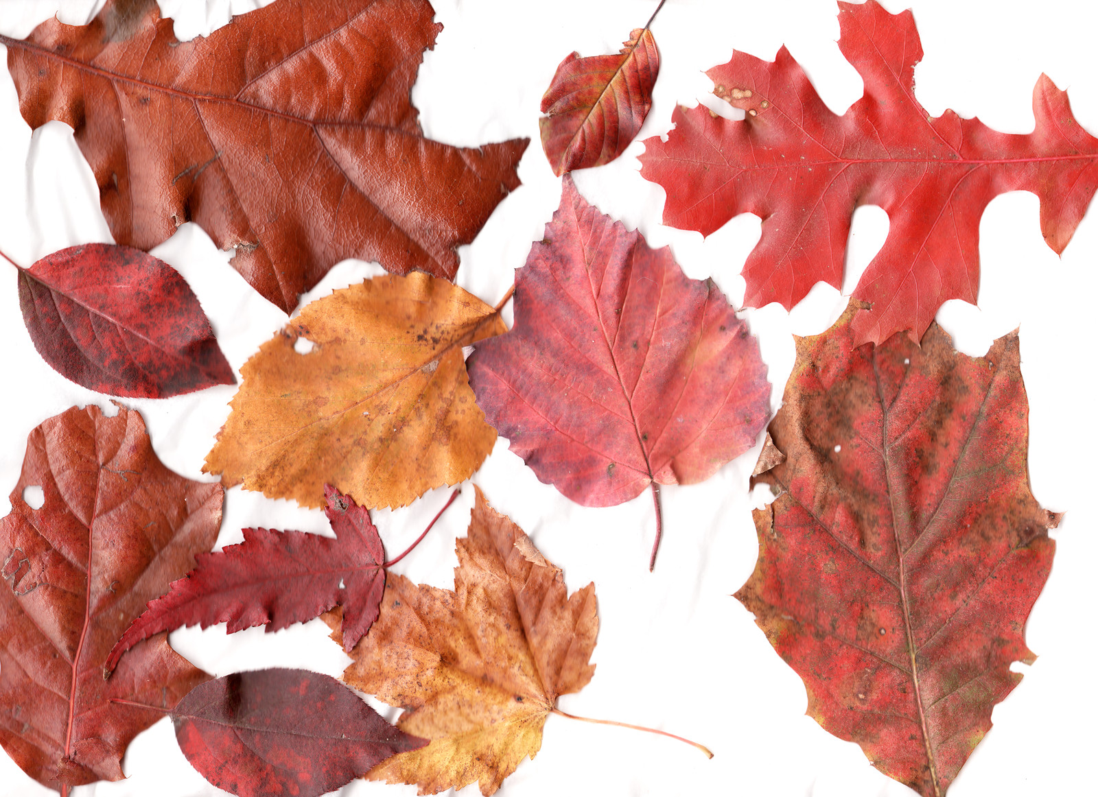 Autumn leaves on a white background — historic image