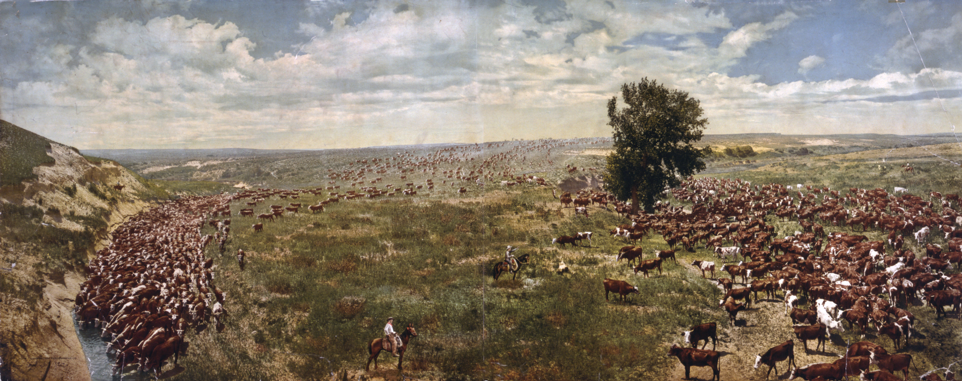Rounding up herd, c1912. — historic photograph