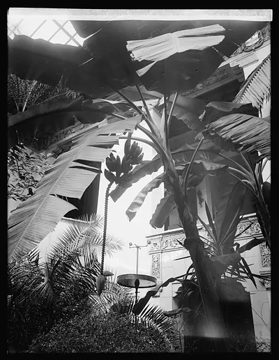 Banana tree, Pan Am. Union, [Washington, D.C.]