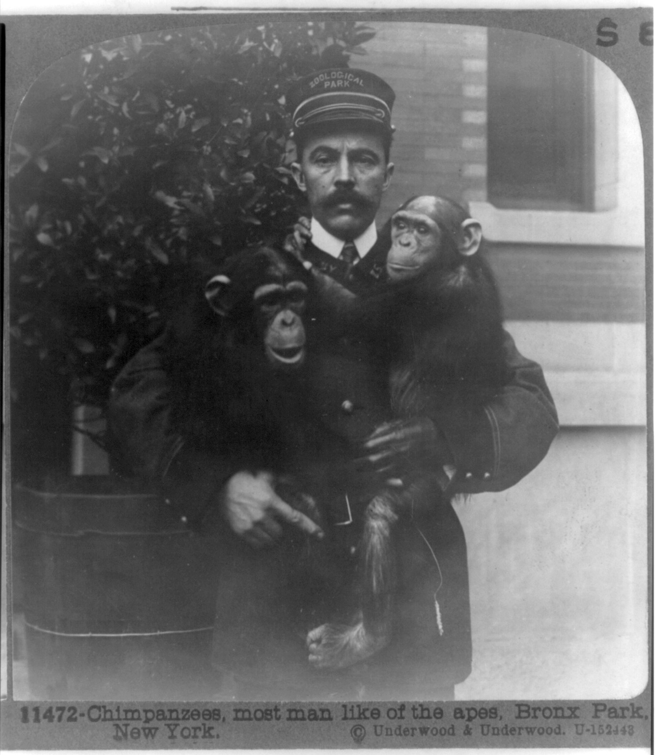 Chimpanzees, most man like of the apes, Bronx Park, New York, New York : Underwood & Underwood, [1914?] — historic photograph