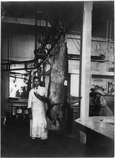 Giant swordfish caught at Los Angeles, ca. 1910