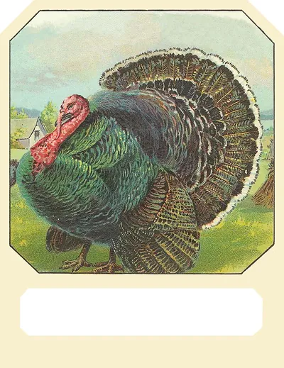 Turkey with fanned tail in farmyard, blank label panel
