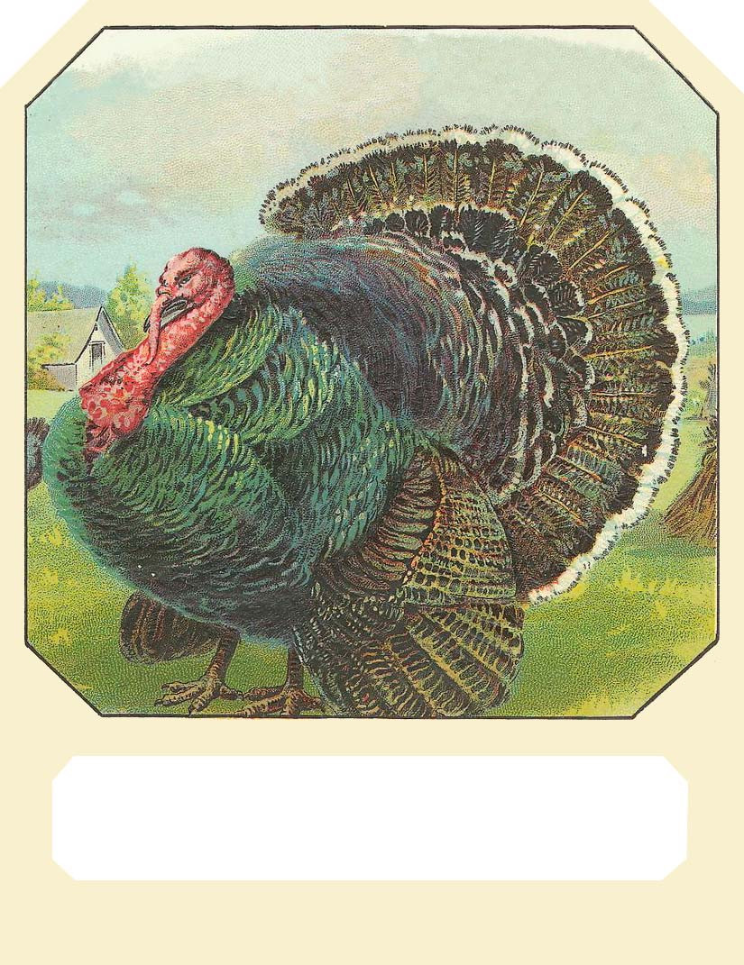 Turkey with fanned tail in farmyard, blank label panel — historic image