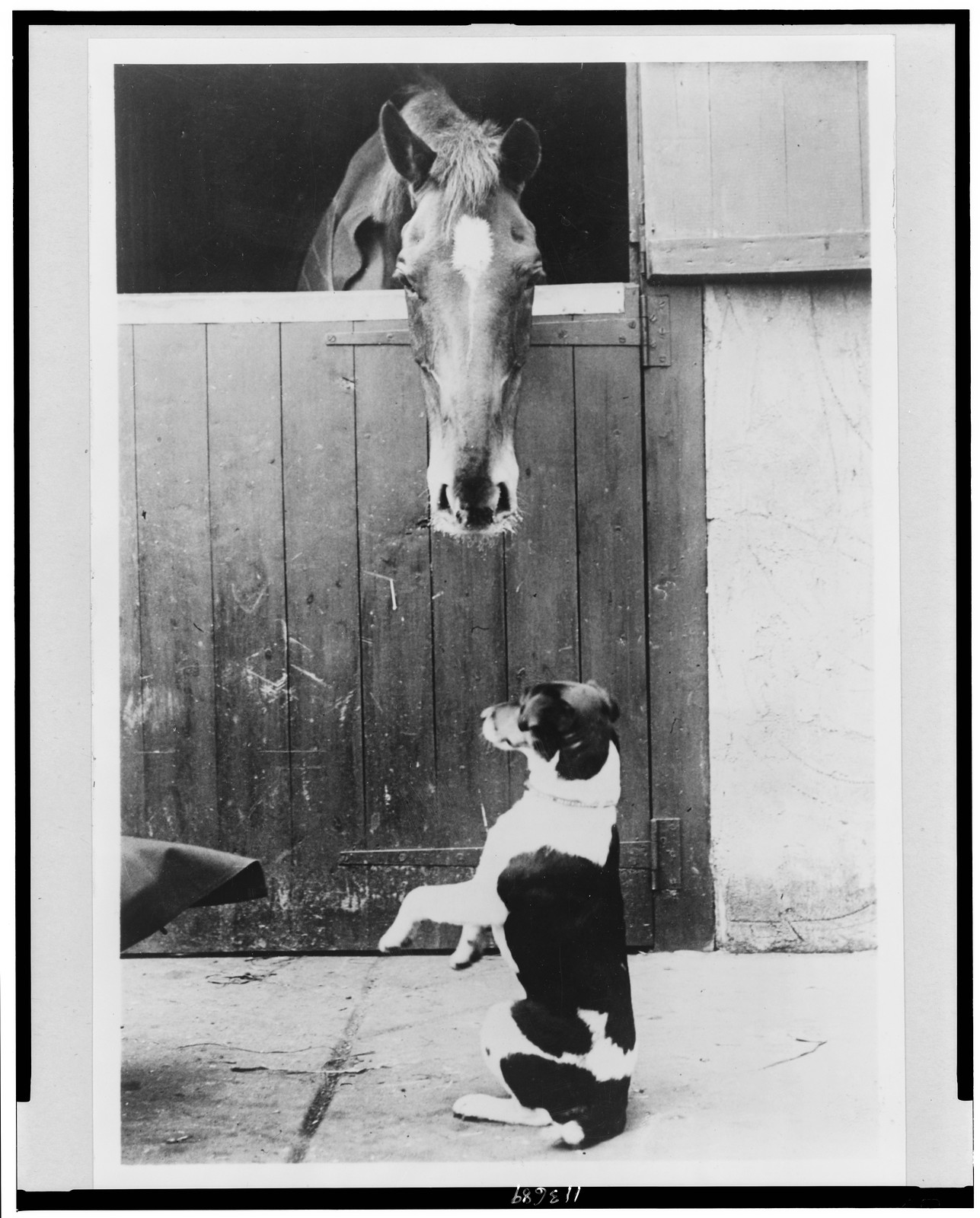 [Dog seated on hind legs before horse at stall entrance, London, England], [between 1920 and 1940] — historic photograph