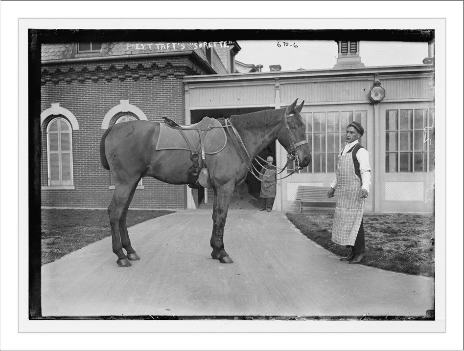 President Taft's horse - "Surette", 1909 — historic photograph