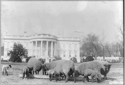 Sheep on the White House lawn