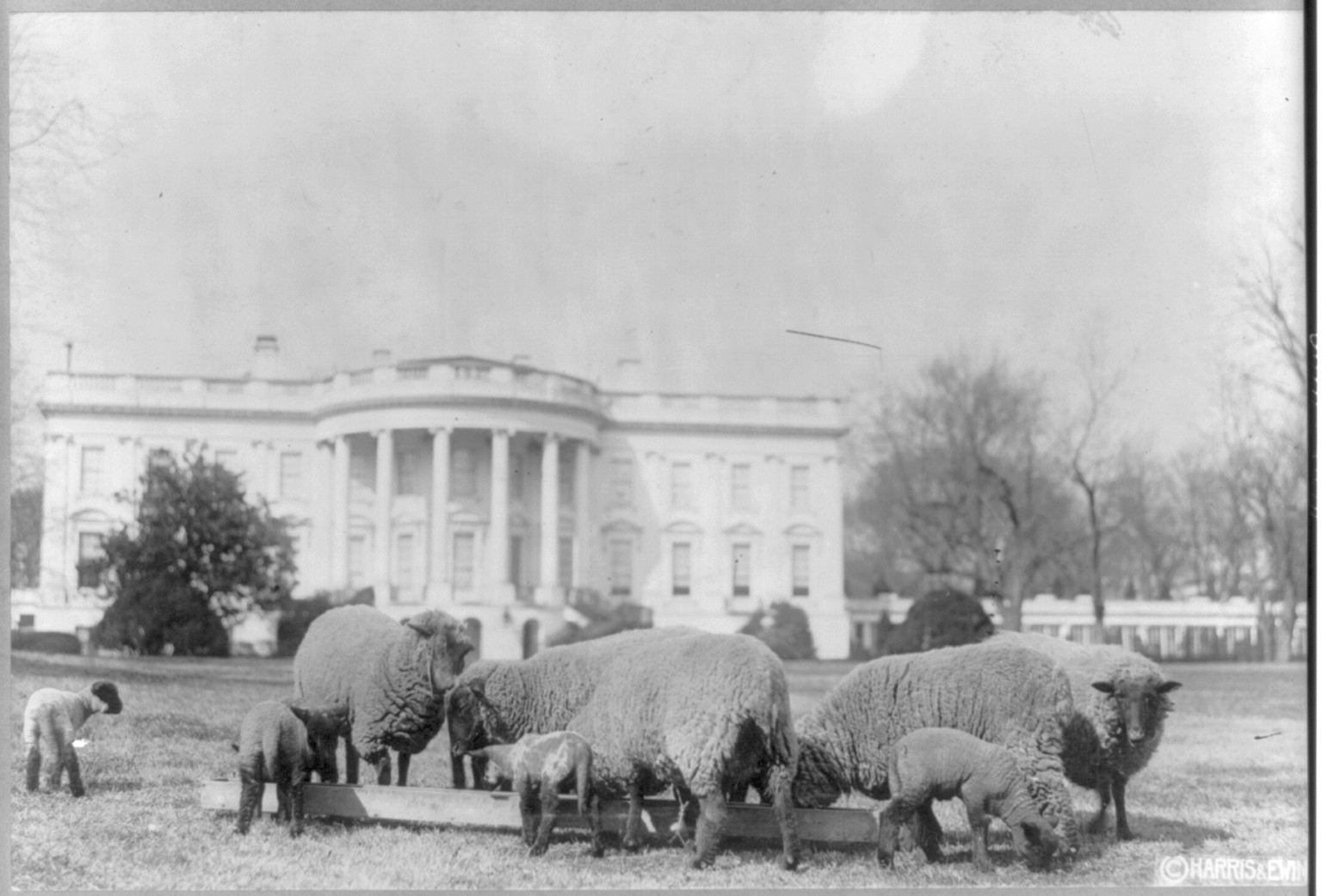 Sheep on the White House lawn, c1919 Aug. 27. — historic photograph