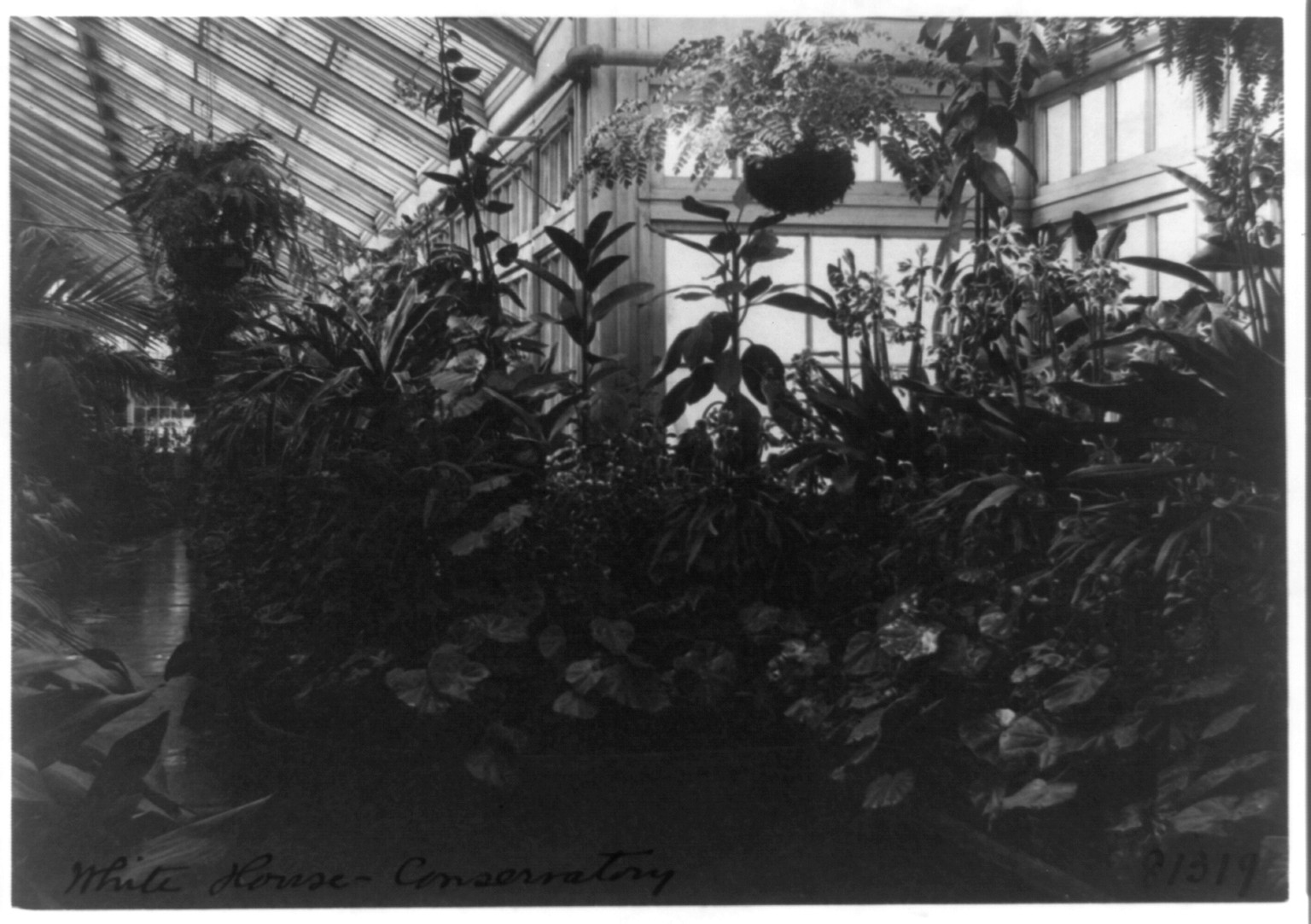 Conservatory of White House, [between 1889 and 1906] — historic photograph