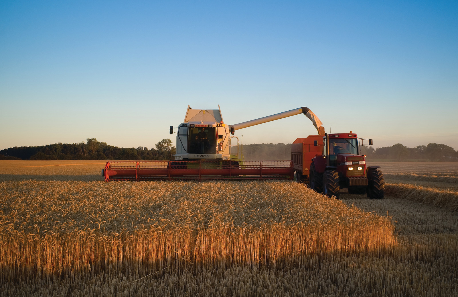 Combine harvester and tractor harvesting wheat at sunset — historic image