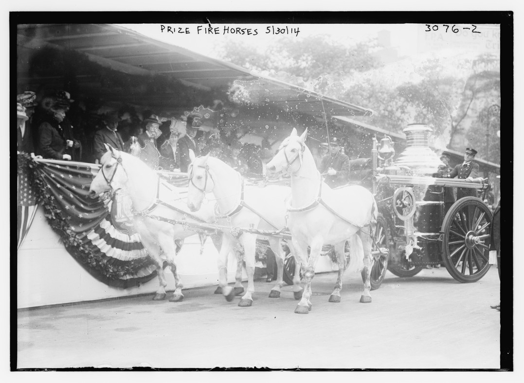 Prize fire horses, 5/30/14, 5/30/14. — historic photograph