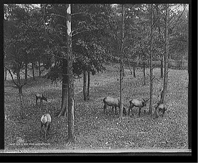 Elk in zoo park, Washington, D.C.