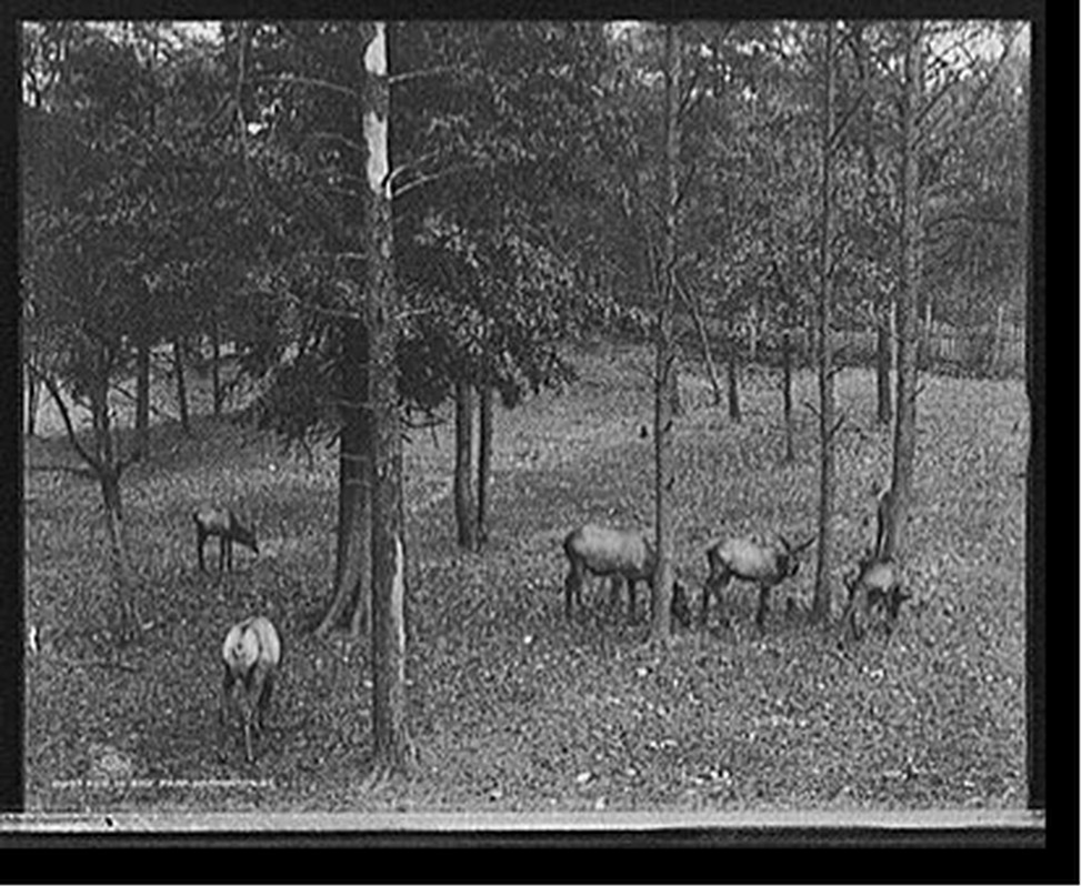 Elk in zoo park, Washington, D.C., c1906. — historic photograph
