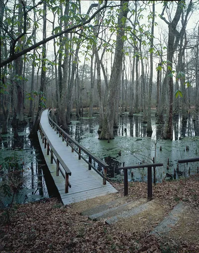 Wooden boardwalk through cypress swamp with water and trees