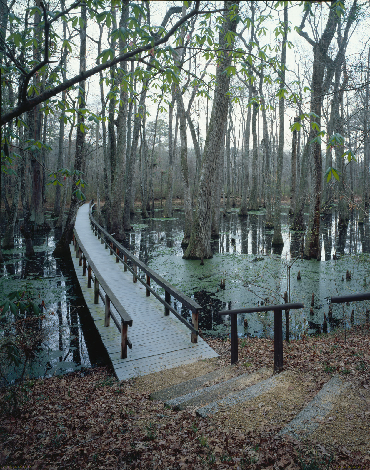 Wooden boardwalk through cypress swamp with water and trees — historic image