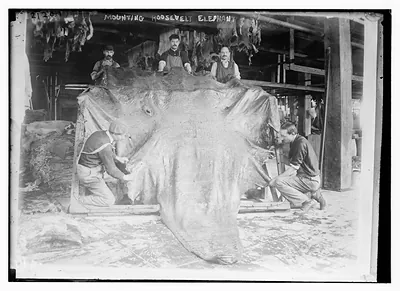 Mounting Roosevelt elephant