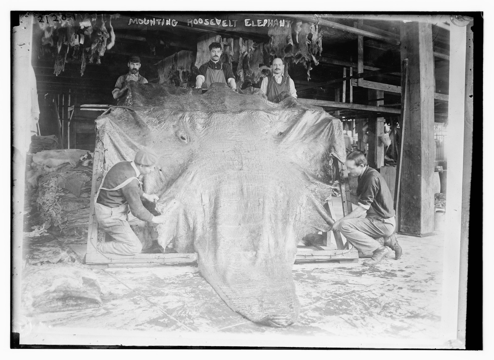 Mounting Roosevelt elephant, n/a — historic photograph