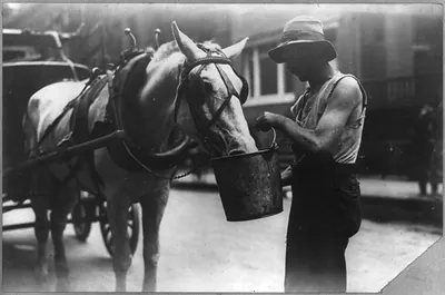 New York City: Harnessed horse eating or drinking from a bucket, which a man is holding