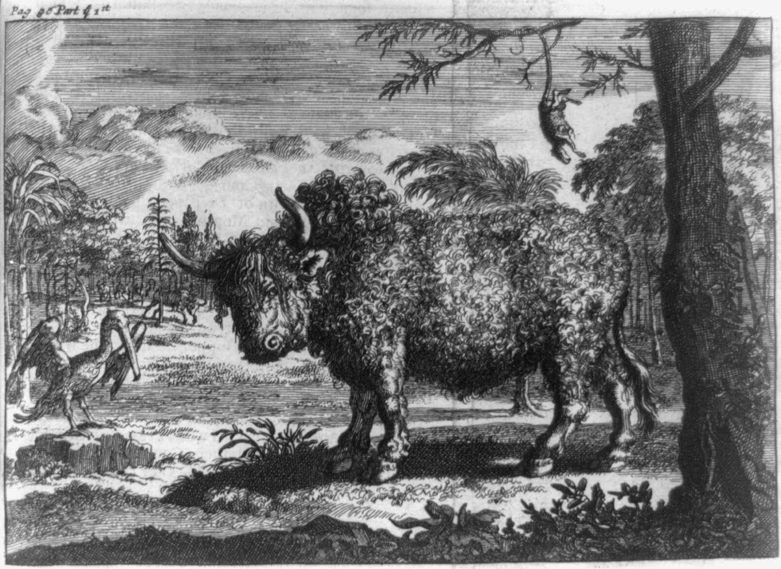 [The Buffalo], 1699 — antique engraving