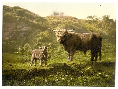 Highland bull and calf in a hillside landscape