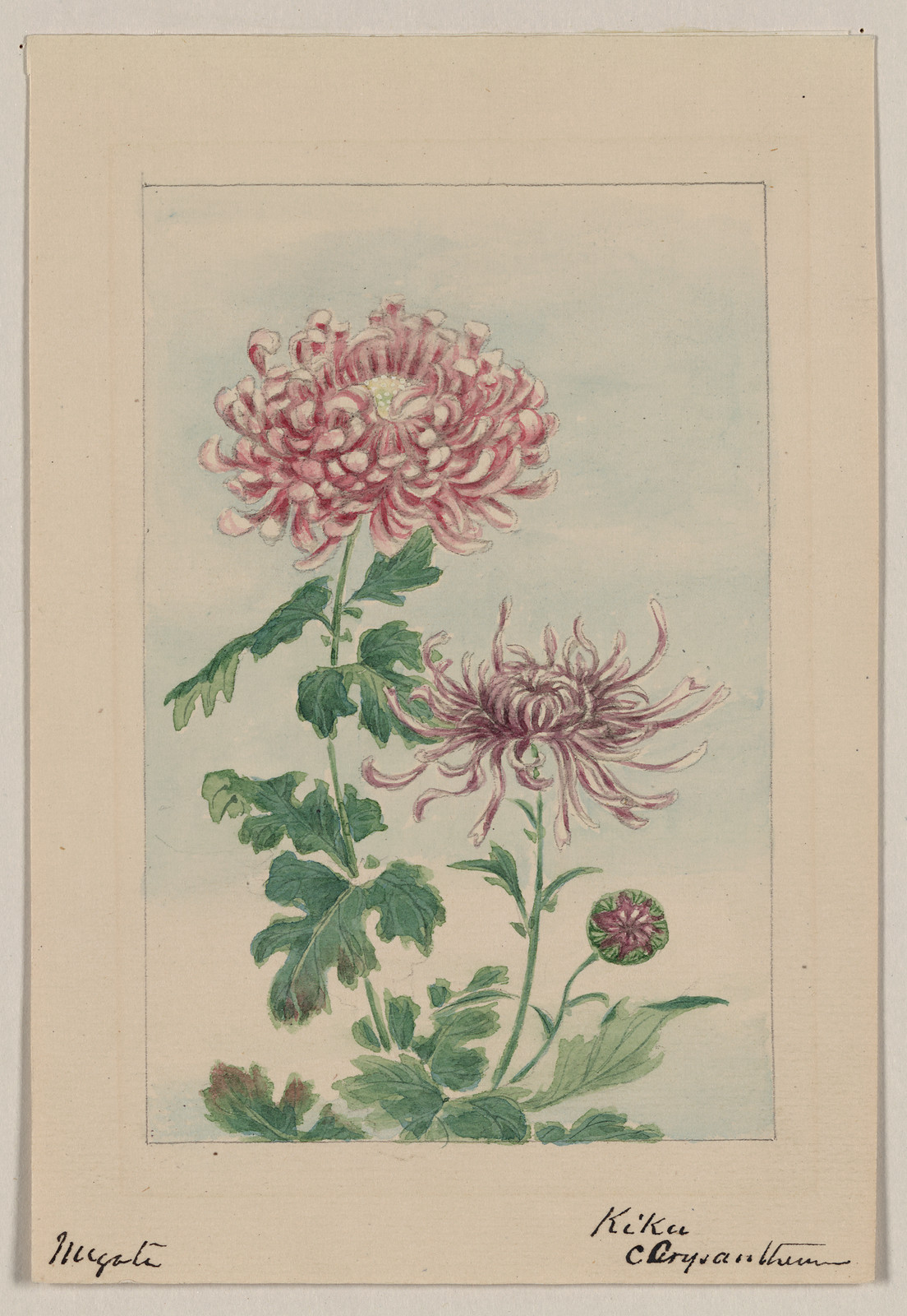 [Japanese drawing], 1750 — historic drawing