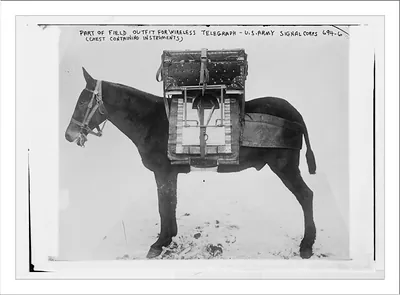 Pack horse used by U.S. Army Signal Corps, carrying chest of instruments for local outfit for wireless telegraph