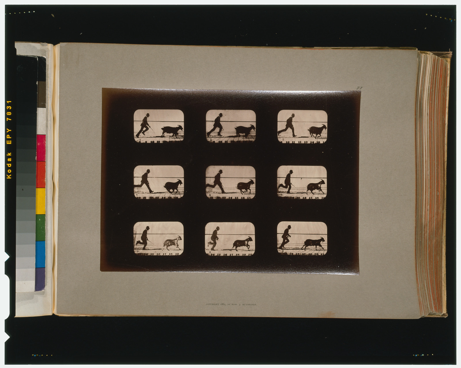 Goat, running, [San Francisco] : Muybridge, c1881. — historic photograph