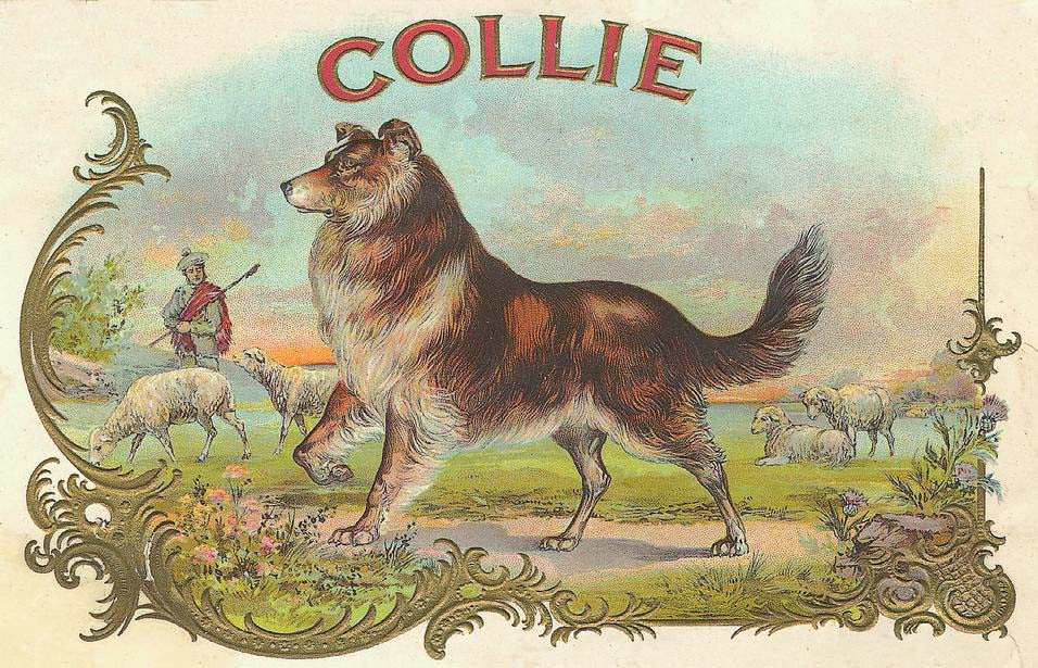 Collie dog with sheep on vintage cigar label — historic image