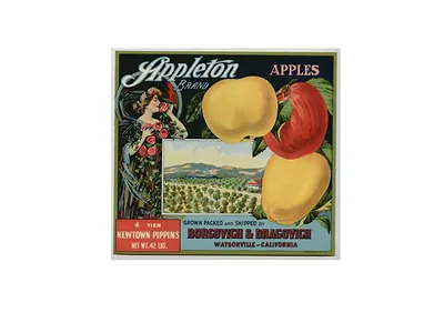 Appleton Brand Apples crate label, Newtown Pippins