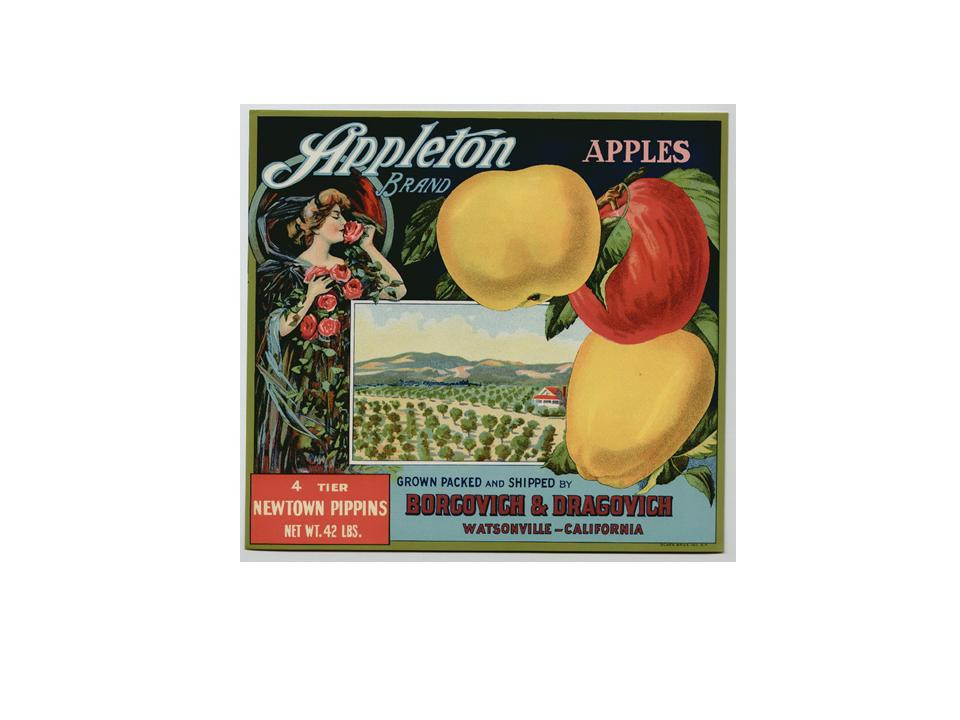 Appleton Brand Apples crate label, Newtown Pippins — historic image