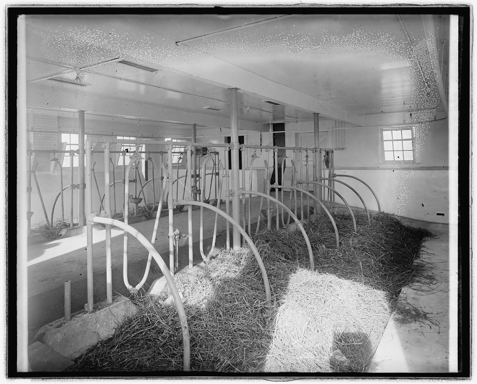 Chestnut Farms Dairy, [Washington, D.C.], [between 1910 and 1926] — historic photograph
