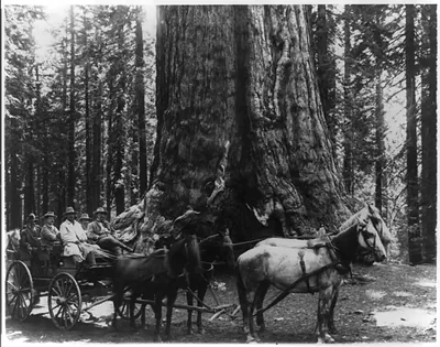 [Theodore Roosevelt in horse-drawn wagon with 7[?] other people in front of redwood tree in California]