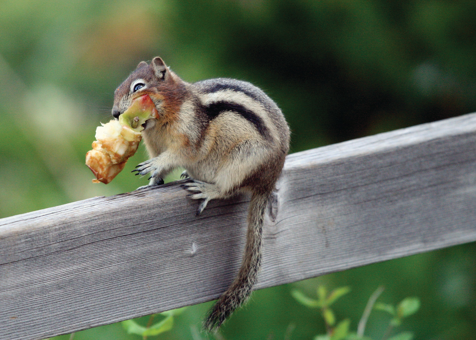 Chipmunk eating an apple on a wooden fence — historic image