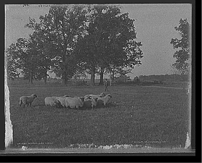 Schropshire [i.e. Shropshire] sheep