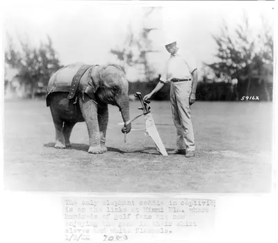 [Elephant caddie on Miami, Florida, golf course]