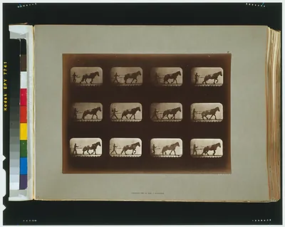 Horse and handler motion study sequence photographs, Muybridge plate