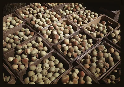 Peaches packed in wooden crates, color photograph