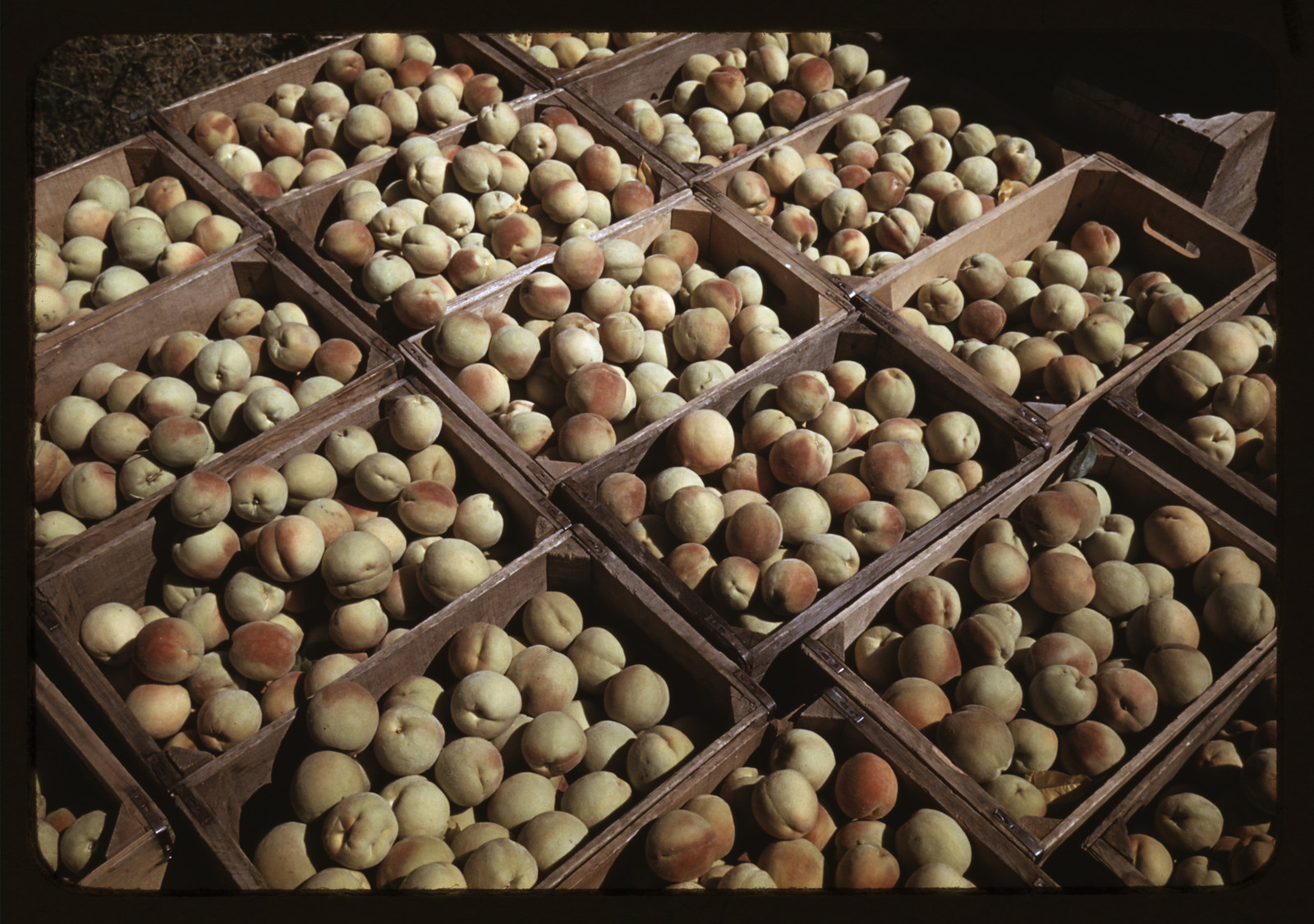 Peaches packed in wooden crates, color photograph — historic photograph