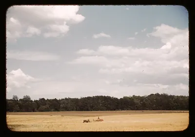 Golden field with tractor and wagon before tree line