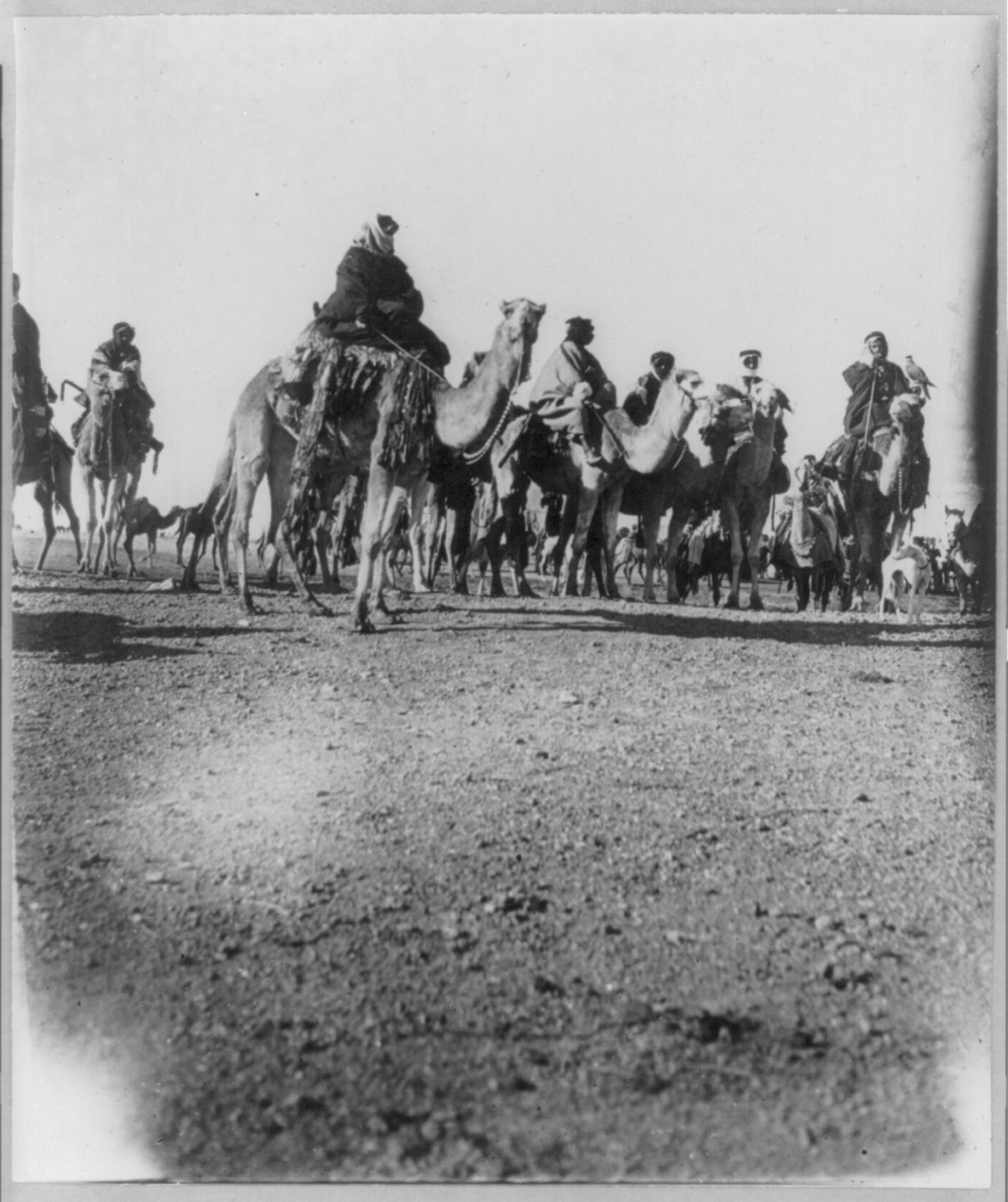 Desert caravan, [between 1890 and 1923] — historic photograph