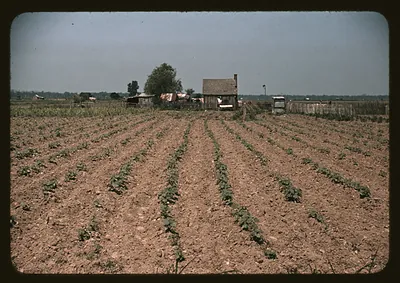 Planted crop rows with farmhouse and truck in a field